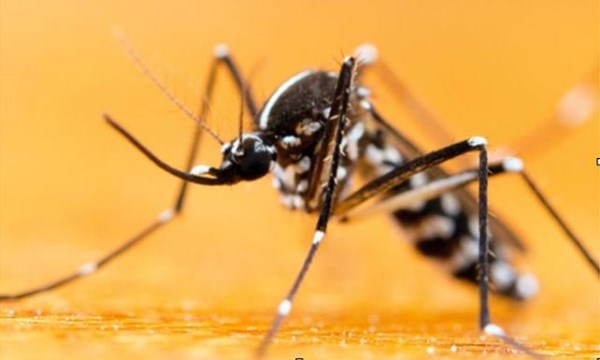 Aedes albopictus Nasıl Yok Edildi?