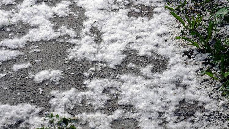 Bahar Alerjileri ve Kavak Ağaçları Üzerine Yanlış Bilgiler