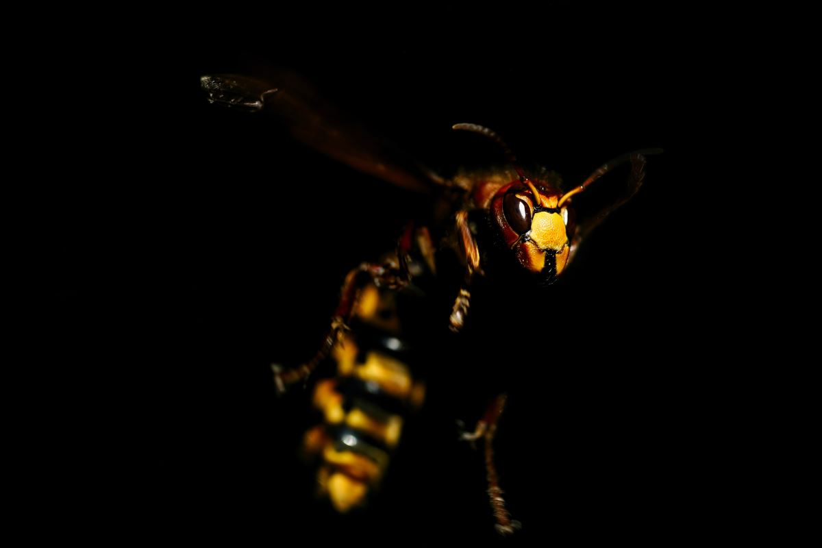 Bombus Arıları Üzerinde Neonikotinoid Etkisi