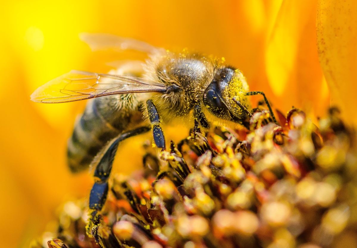 Pestisitin Hafıza Üzerindeki Olumsuz Etkileri