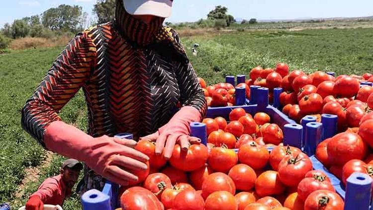 Çanakkale Domatesinin İlk Hasadı Başladı