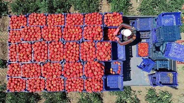 Çanakkale Domatesinin İlk Hasadı Başladı