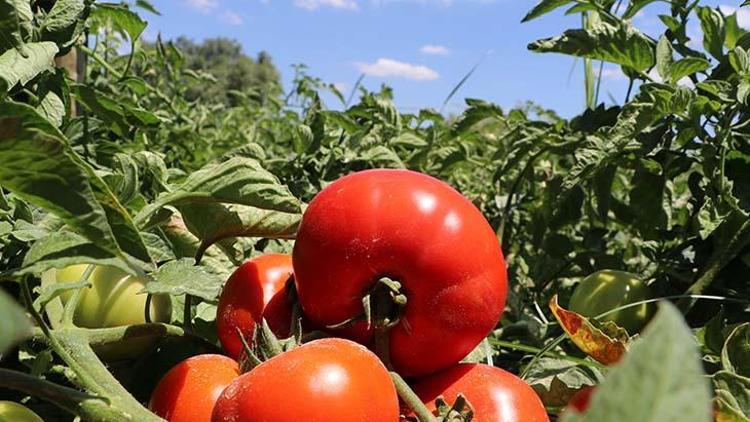 Çanakkale Domatesinin İlk Hasadı Başladı