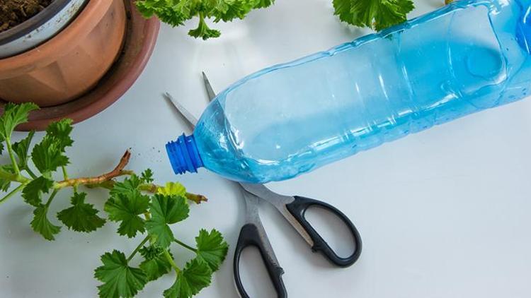 Ev Bitkilerinin Bakımı İçin Öneriler