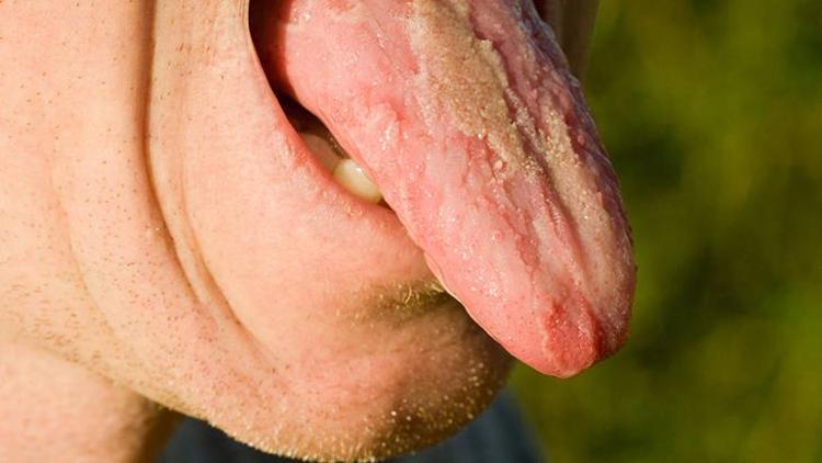 Harita Dil Nedir?