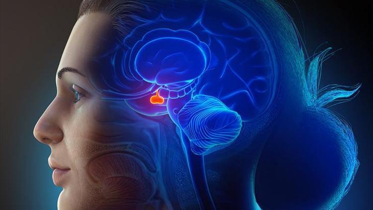 Hipofiz Adenomları: Belirtileri ve Tedavi Yöntemleri