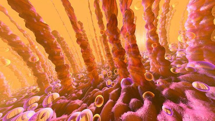 İdiyopatik Pulmoner Fibrozis (İPF): Belirtileri, Tanısı ve Tedavisi