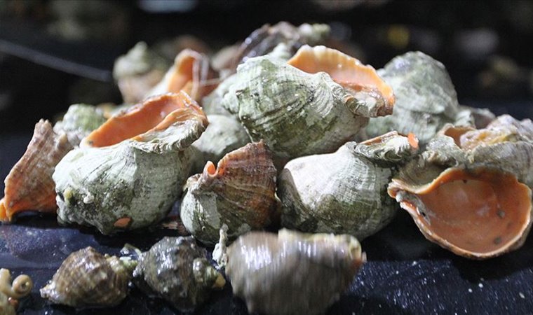 İtalya'da İlkel İnsanların Deniz Kabuklarıyla Yaptığı Aletler Üzerine Araştırma