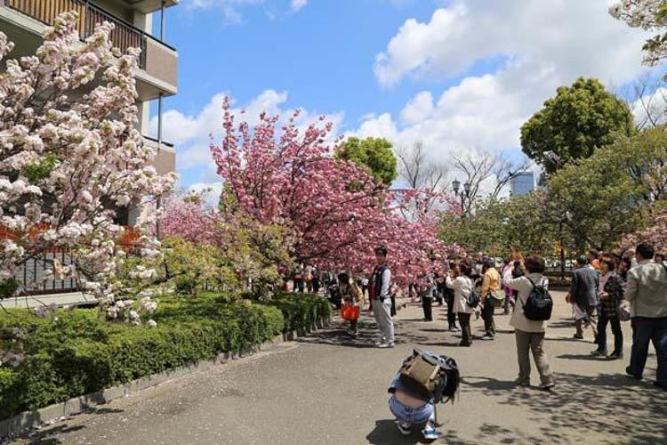 Japon Kültürü: Temizlikten Evlilik Tekliflerine ve Geleneklere