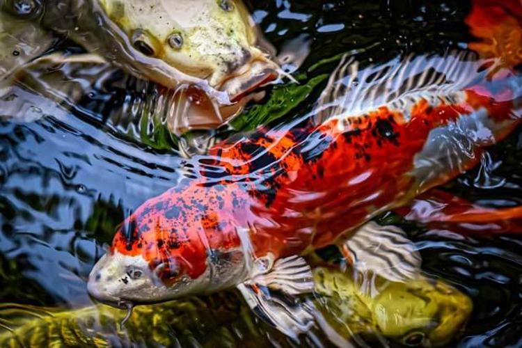 Japon Kadınlarının Güneşten Korunma Yöntemleri