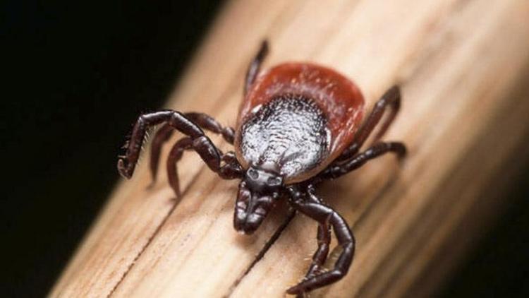 Lyme Hastalığını Önleme Yöntemleri