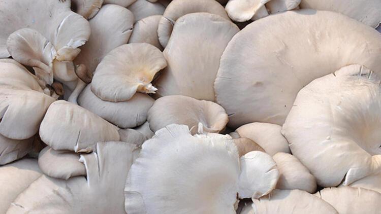 Karadeniz Bölgesi'nde Mantar Zehirlenmeleri Artıyor