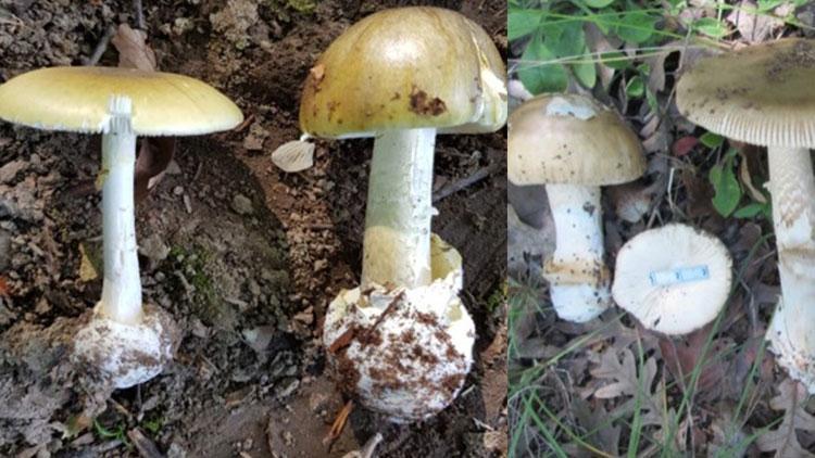 Karadeniz Bölgesi'nde Mantar Zehirlenmeleri Artıyor