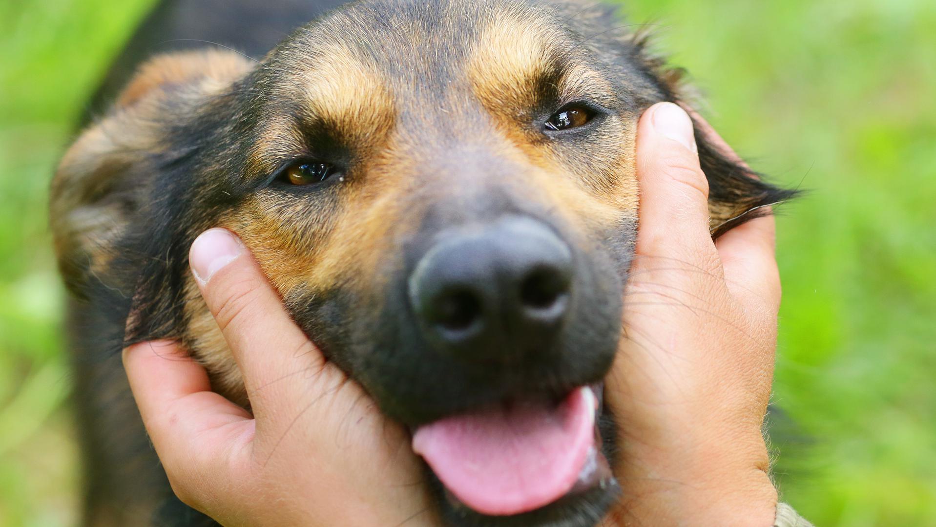 Köpeklerin Gözyaşları ve İnsanlarla Olan Bağı