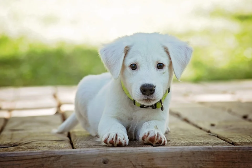 İki Yaşındaki Köpeklerin Olgunluğu