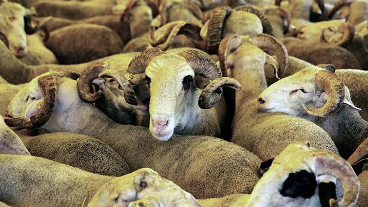Kurban Seçiminde Dikkat Edilmesi Gerekenler