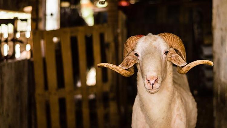 Kurban Seçiminde Dikkat Edilmesi Gerekenler
