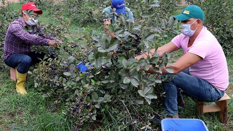 Mürver Bitkisinin Sağlık Faydaları ve Kullanım Alanları