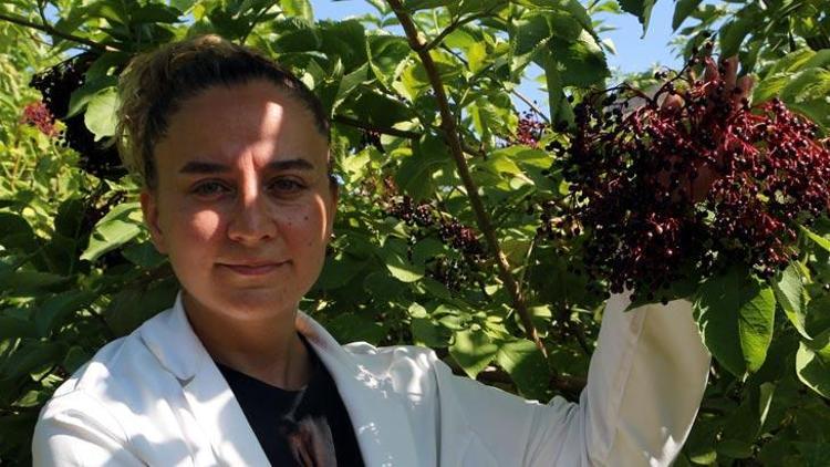 Mürver Bitkisinin Sağlık Faydaları ve Kullanım Alanları