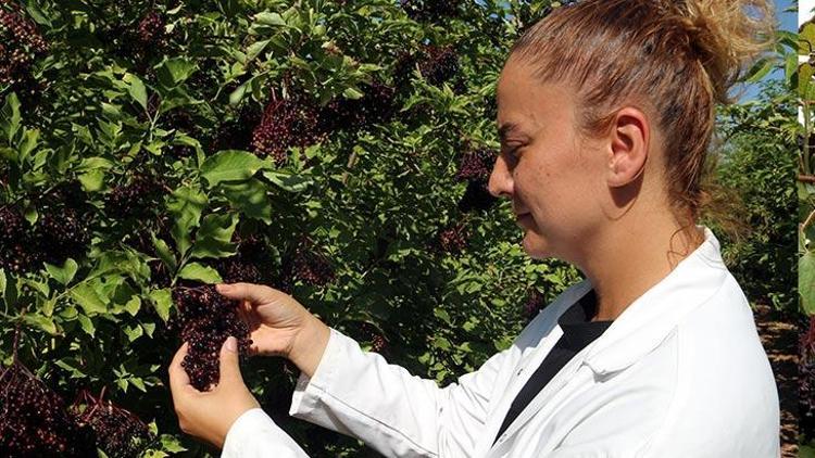Mürver Bitkisinin Sağlık Faydaları ve Kullanım Alanları