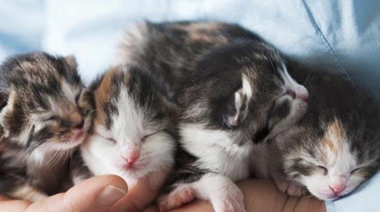 Pandeminin Evcil Hayvanlar Üzerindeki Etkileri ve Doğru Beslenme