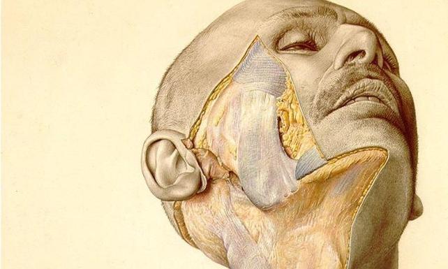 Pernkopf'un Anatomik Atlası ve Ahlaki İkilem