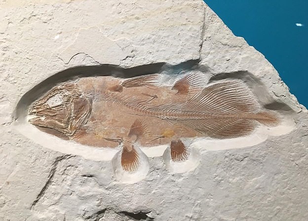 Portsmouth Üniversitesi'nden Önemli Bir Paleontoloji Keşfi