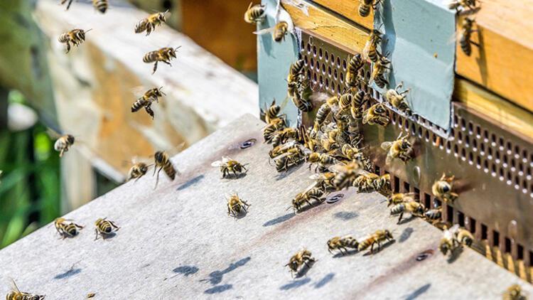Propolisin Faydaları ve Kullanımı