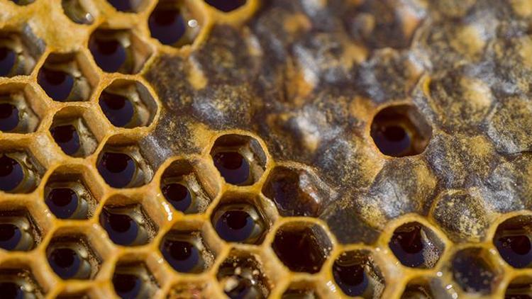 Propolis Nedir, Nasıl Oluşur?