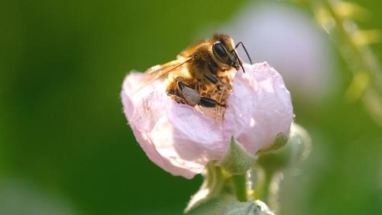 Propolis Hangi Ağaçlardan Toplanır?