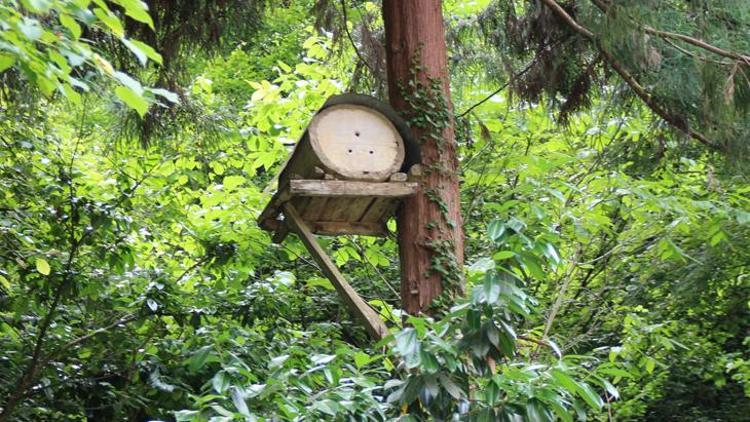 Rize'de Karakovan Bal Yetiştiriciliği ve Geleneksel Üretim Süreci