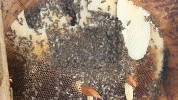 Rize'de Karakovan Bal Yetiştiriciliği ve Geleneksel Üretim Süreci