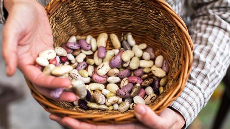 4. Fruktoz ve Sukraloz İçeren Besinler