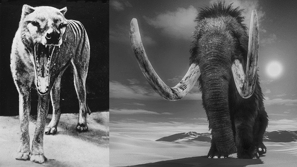 Tüylü Mamut ve Tazmanya Kaplanı: Soyu Tükenmiş Hayvanları Geri Getirme Çabaları