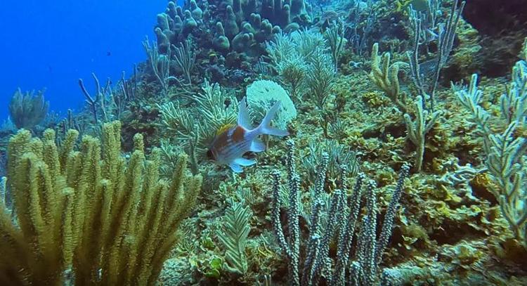 Yeni Keşfedilen Deniz Yıldızı: Ophiojura exbodi