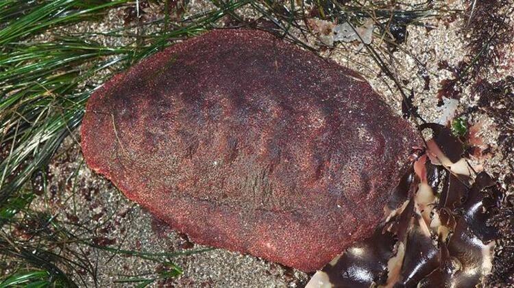 Yeni Keşfedilen Deniz Yıldızı: Ophiojura exbodi