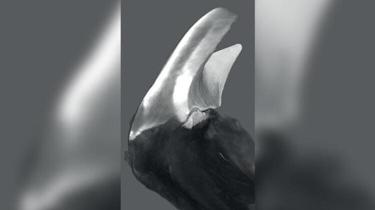 Yeni Keşfedilen Deniz Yıldızı: Ophiojura exbodi