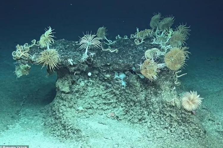 Yeni Keşfedilen Deniz Yıldızı: Ophiojura exbodi