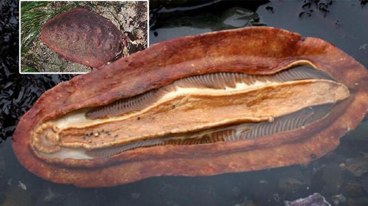 Yeni Keşfedilen Deniz Yıldızı: Ophiojura exbodi