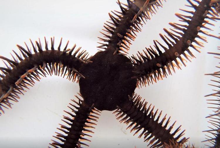 Yeni Keşfedilen Deniz Yıldızı: Ophiojura exbodi