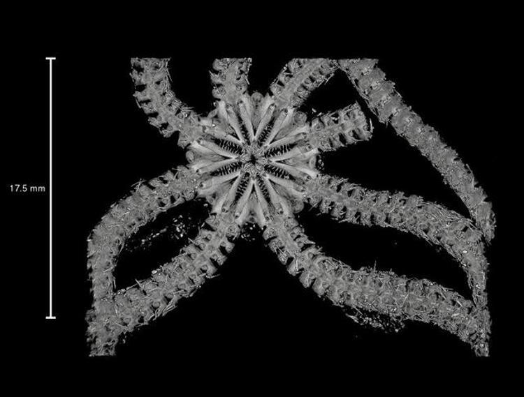 Yeni Bir Tür: Echinodermata Ailesi