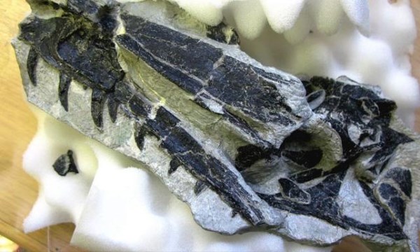 Zürih Üniversitesi'nde Yapılan Önemli Keşif: Yeni Bir Dinozor Türü