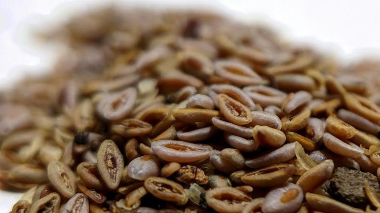 Karnıyarık Otu: Sağlık Faydaları ve Kullanım Önerileri