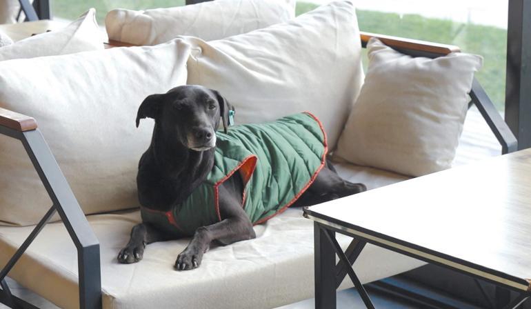 PetChef: Evcil Hayvanlar İçin Sağlıklı Beslenme