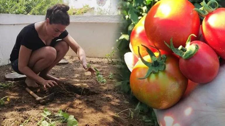 Sarp Levendoğlu'nun Datça'daki Yeni Yaşamı ve Ünlülerin Doğal Hayat Tercihleri